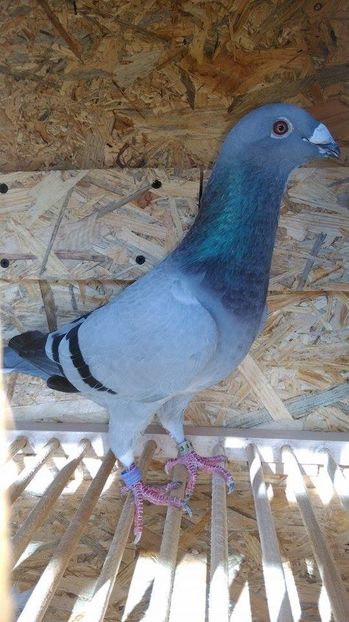  - Voliera noua porumbei 2018 2019