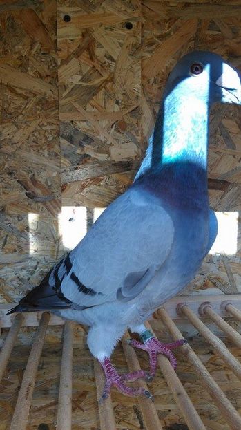  - Voliera noua porumbei 2018 2019