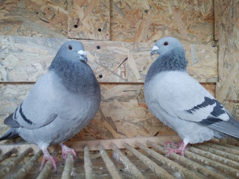  - Voliera noua porumbei 2018 2019
