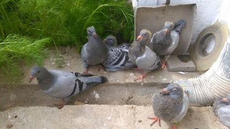  - Voliera noua porumbei 2018 2019