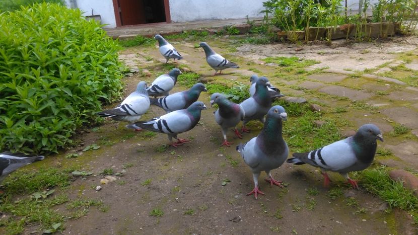  - Voliera noua porumbei 2018 2019