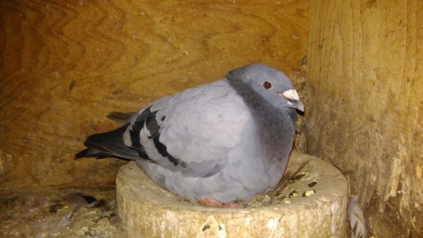  - Voliera noua porumbei 2018 2019