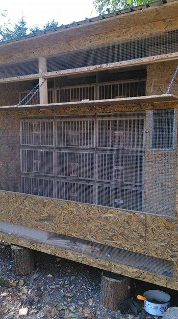  - Voliera noua porumbei 2018 2019