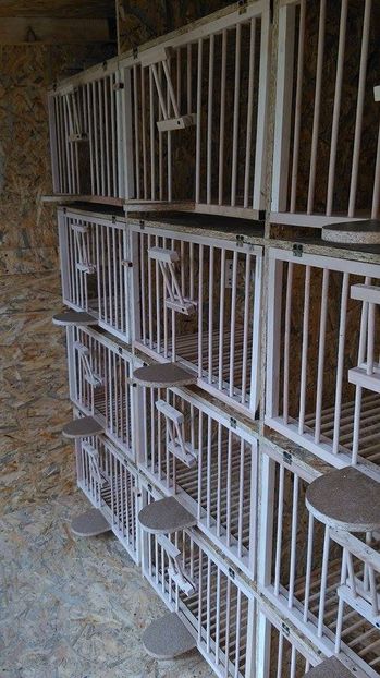  - Voliera noua porumbei 2018 2019