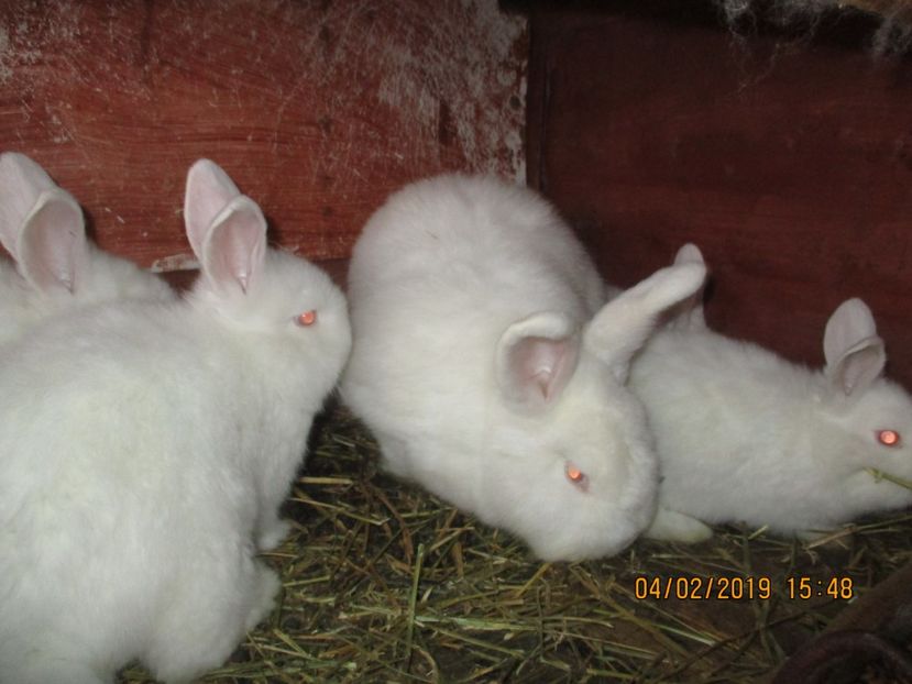  - Neozeelandez TINERET 2019