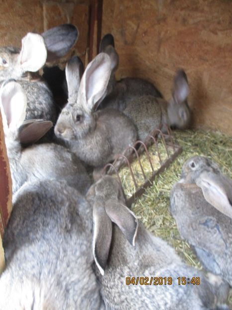  - xxx TINERET 2019 IEPURI