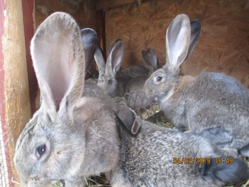  - xxx TINERET 2019 IEPURI