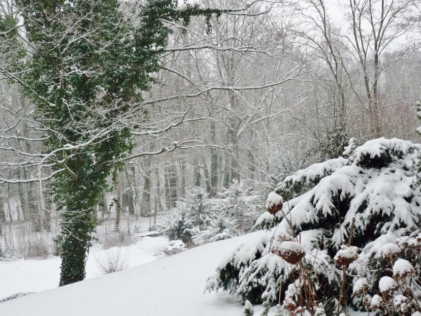 11. ian 2019, ninsoare la +2°C - 2018 - 04 - 2019 - 00 - Iarna