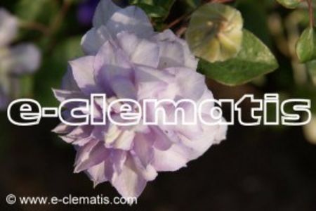 belle of woking-22,9 - ACHIZITII in 2019