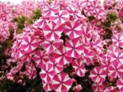 peppermint twist-80repetir - ACHIZITII in 2019