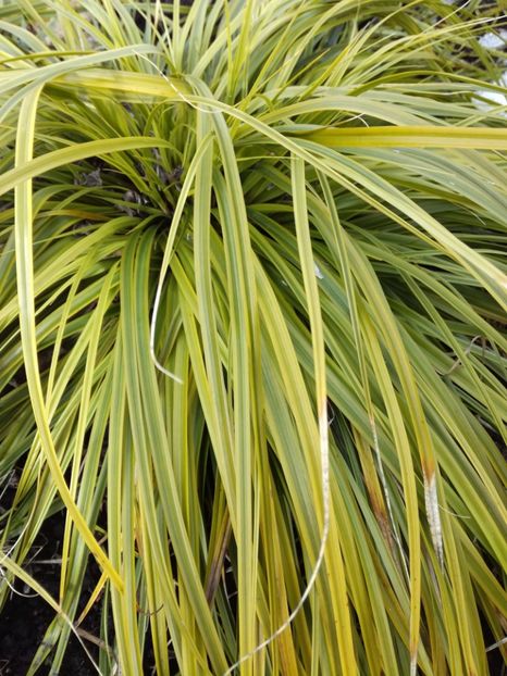 Carex Everlime - Iarba decorativa