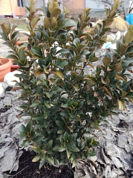 Euonymus Japonicus Green Rocket - Arbusti