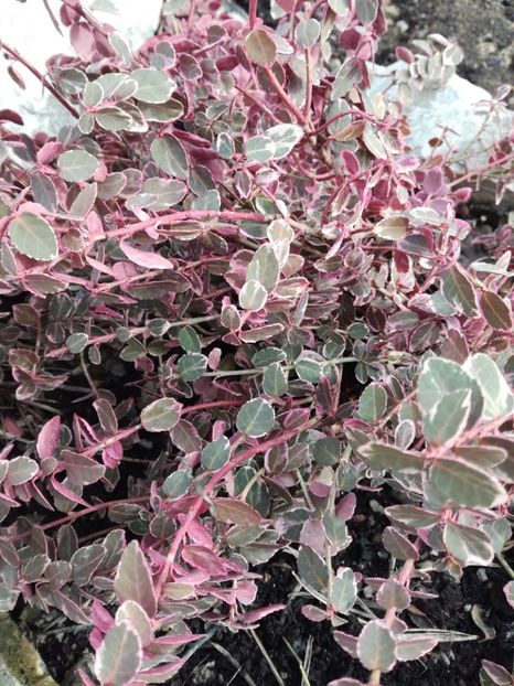 Euonymus Fortunei Emerald Gaiety - Arbusti