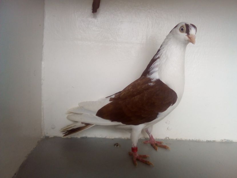  - PORUMBEI CARE MI AU APARTINUT