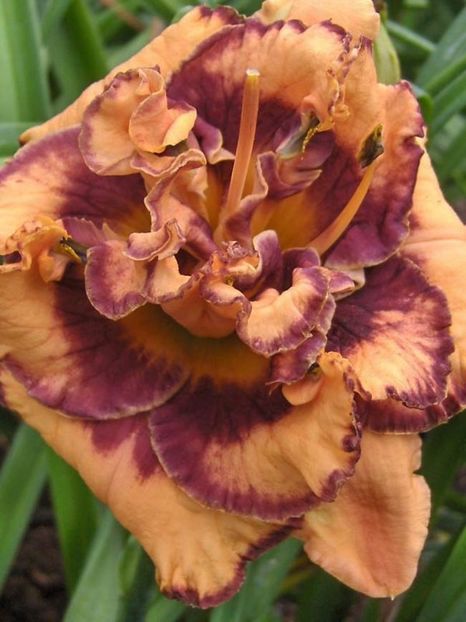 Exploded Pumpkin - Comenzile mele