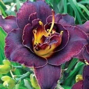 Voodoo Dancer - Comenzile mele