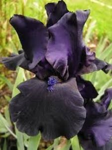 Iris Germanica Black Dragon - Comenzile mele