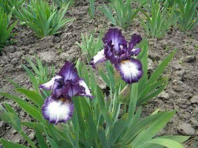 Vitrail- done - Irisii mei - comenzi