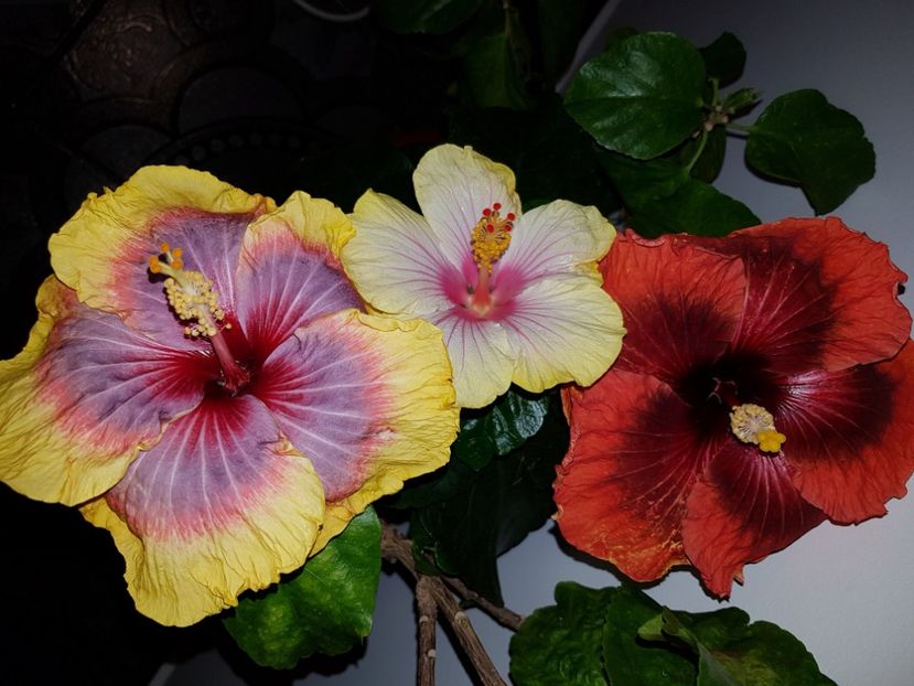  - HIBISCUS 2019