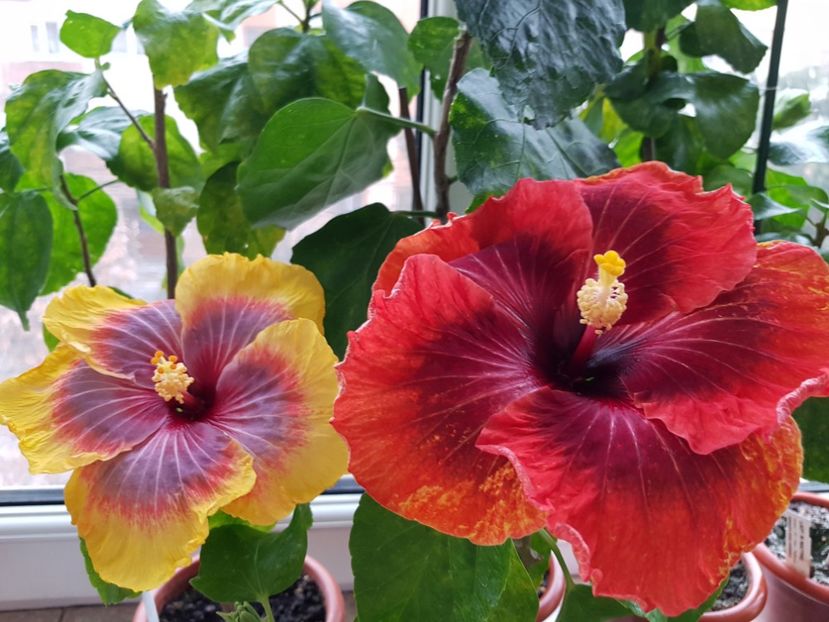  - HIBISCUS 2019