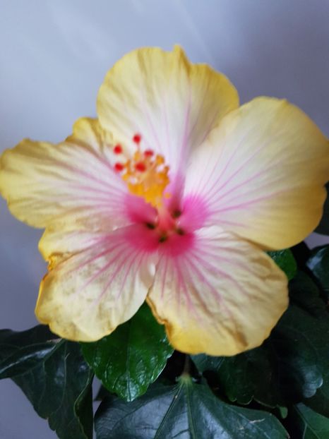  - HIBISCUS 2019