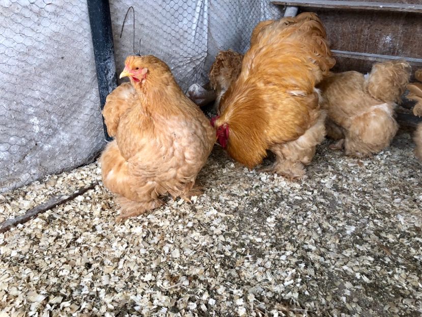 DE3E0CD2-FE69-4E3E-9A84-A7FDDB1A0885 - Matca 2019 Cochin galben