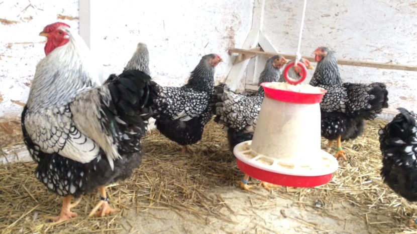 Matca 2019 - Wyandotte argintiu 2019