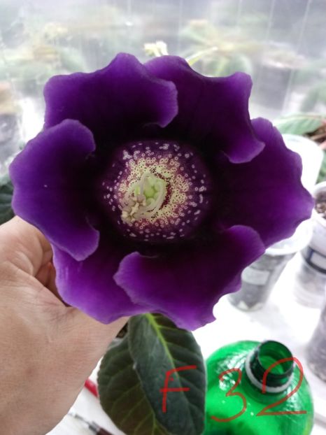 Nr32 - Gloxinii din semințele obținute de mine 2018-2019