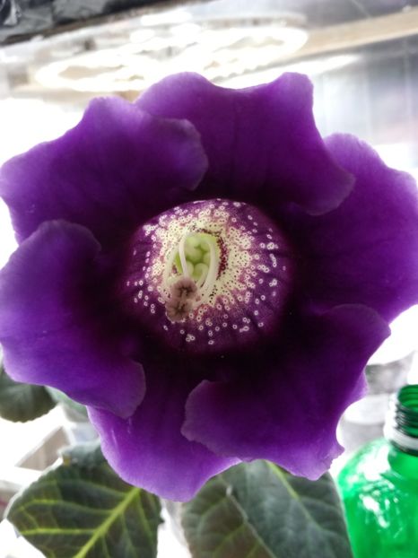 Nr32 - Gloxinii din semințele obținute de mine 2018-2019