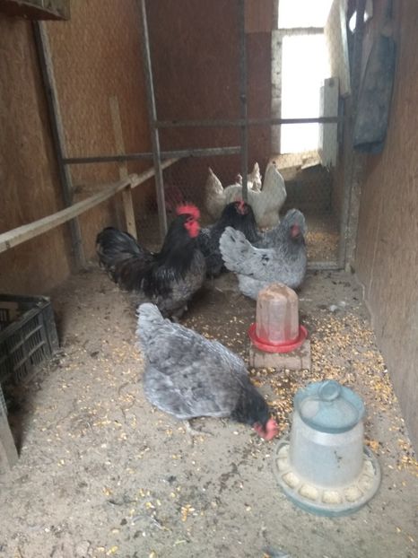  - Australorp albastru