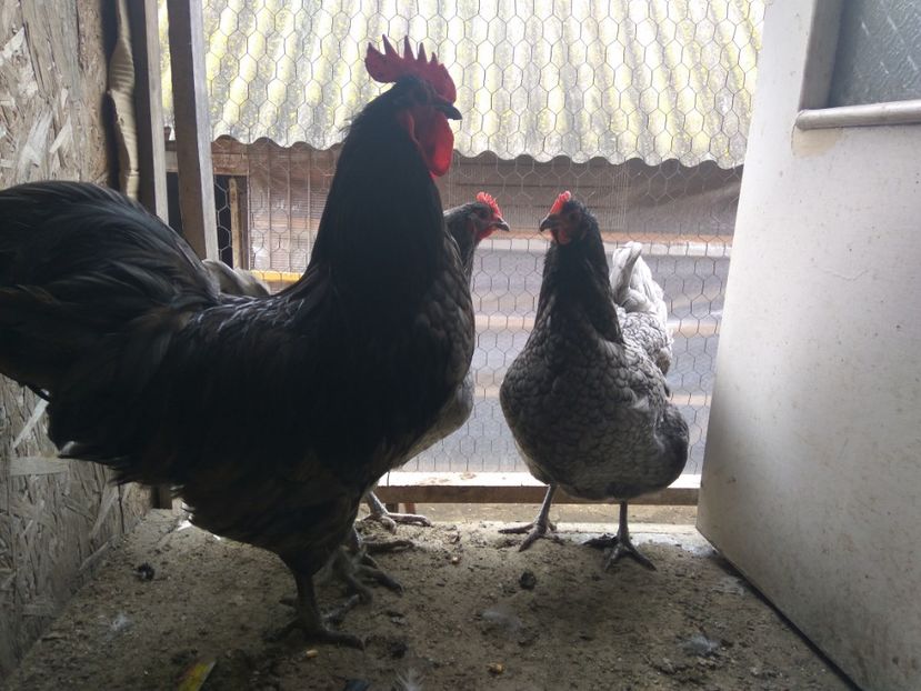  - Australorp albastru