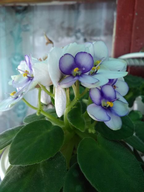  - Violetele mele