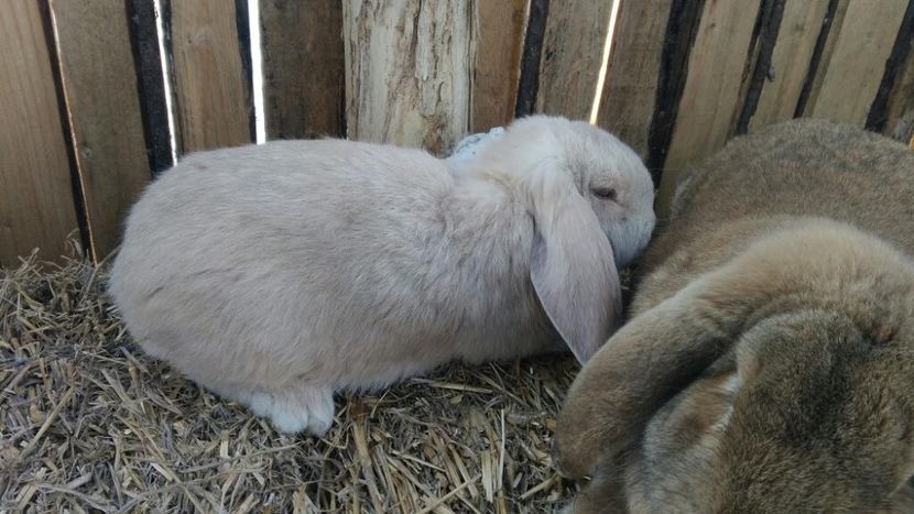 P_20190112_152131 - Berbec german