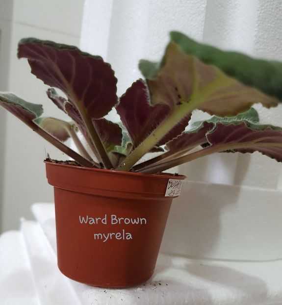 Ward Brown - W Poze din colectia mea