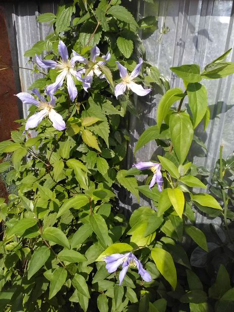  - Flori de gradina 2018