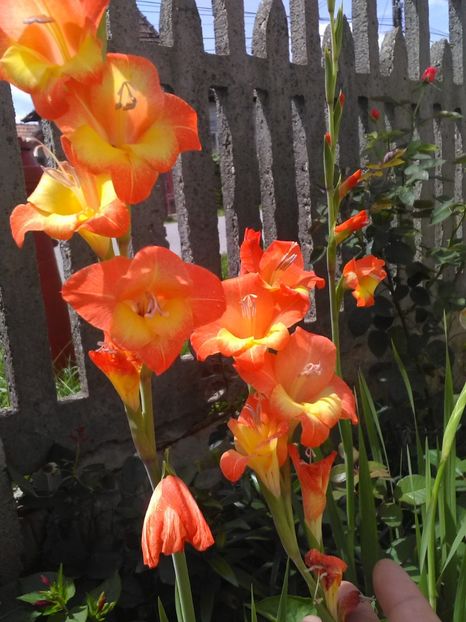  - Flori de gradina 2018