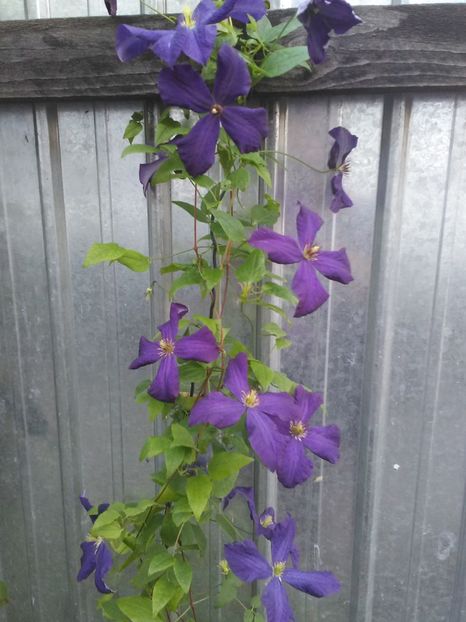  - Flori de gradina 2018