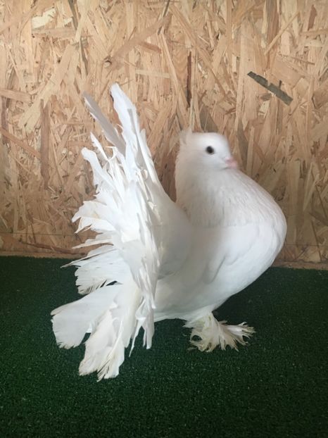 61E821FB-F12B-4384-9518-117D7A7D163E - Voltati Indieni Matca 2019