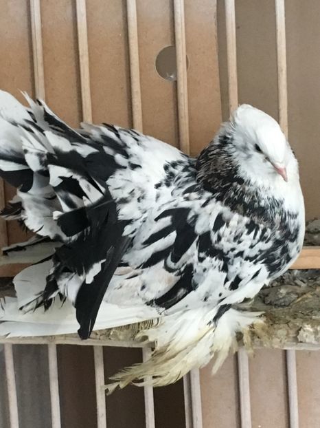 EA9A2401-866E-45FC-8011-F59F99FD1CBC - Voltati Indieni Matca 2019