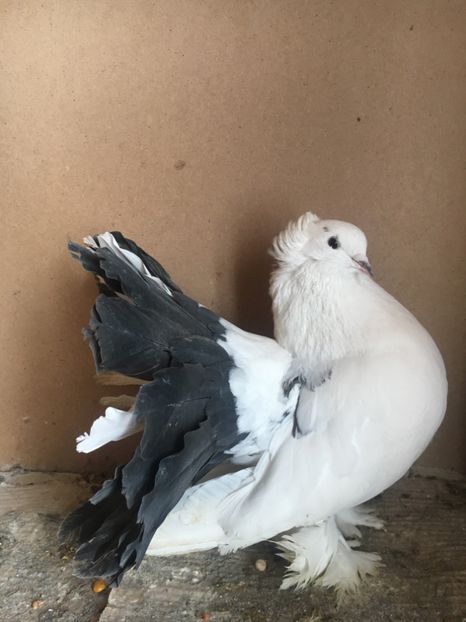 D80D9B1B-CCE8-4AF8-B5A5-92150BFF5366 - Voltati Indieni Matca 2019
