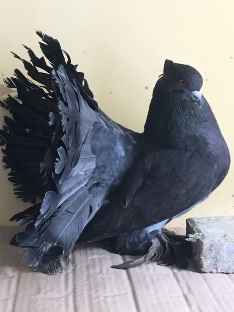 504F6168-9E22-4C89-BB6B-21CB76499D2A - Voltati Indieni Matca 2019
