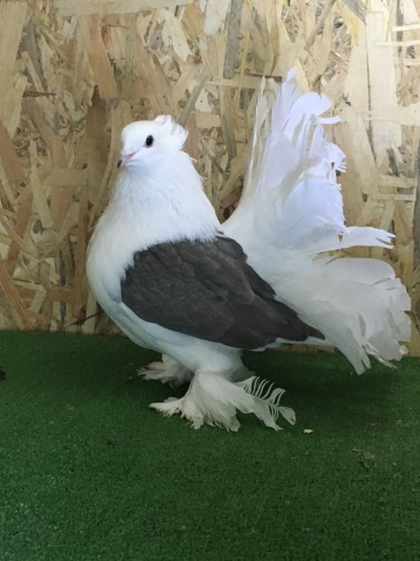 DAD9357E-4278-4126-BFF6-73785F631467 - Voltati Indieni Matca 2019