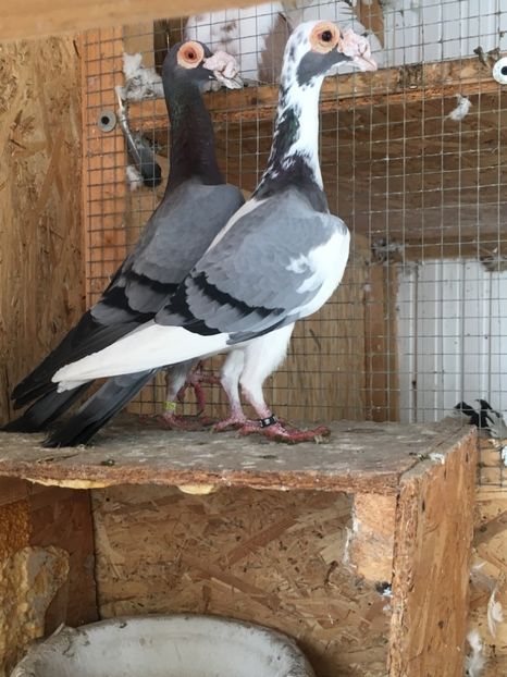 5E6B95B8-24B7-4A8F-8367-9C784A2D7A9A - CARIERI MATCA 2019