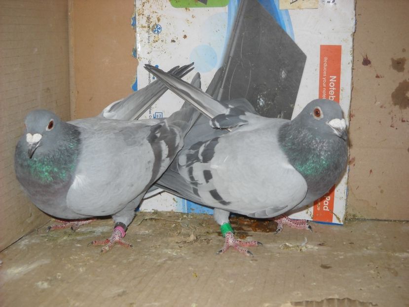  - UNDEVA IN SUCEAVA arhiva