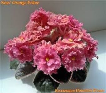 images - Ness Orange Pekoe