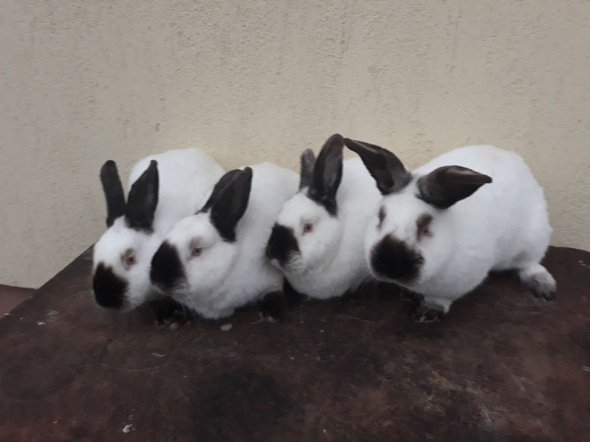  - 1-iepuri californieni 2020