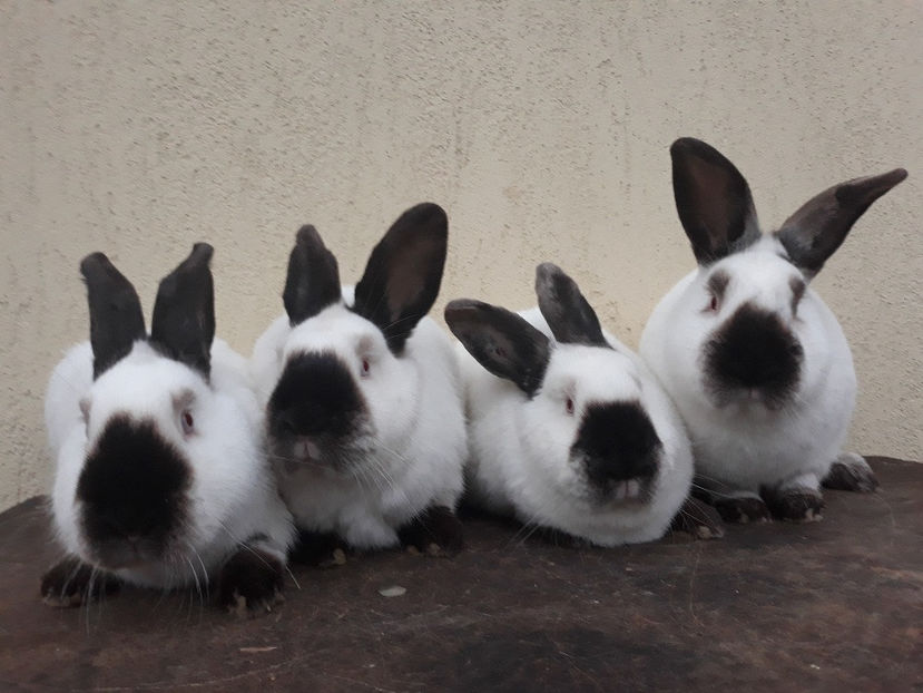  - 1-iepuri californieni 2020