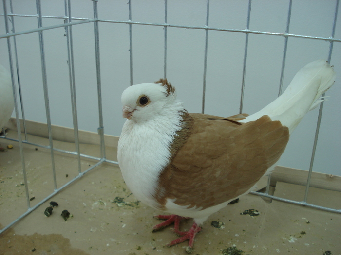Picture 1544 - x-expo galati 2010