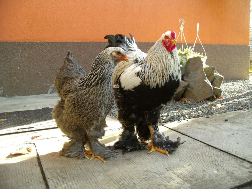 PICT0047 - BRAHMA HERMINAT INCHIS