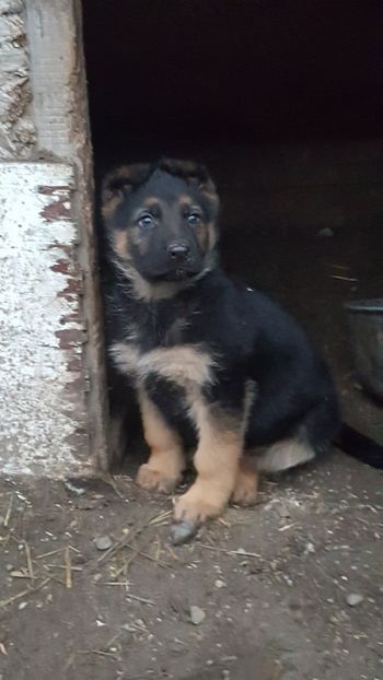 6 saptamani - Ciobanesc German